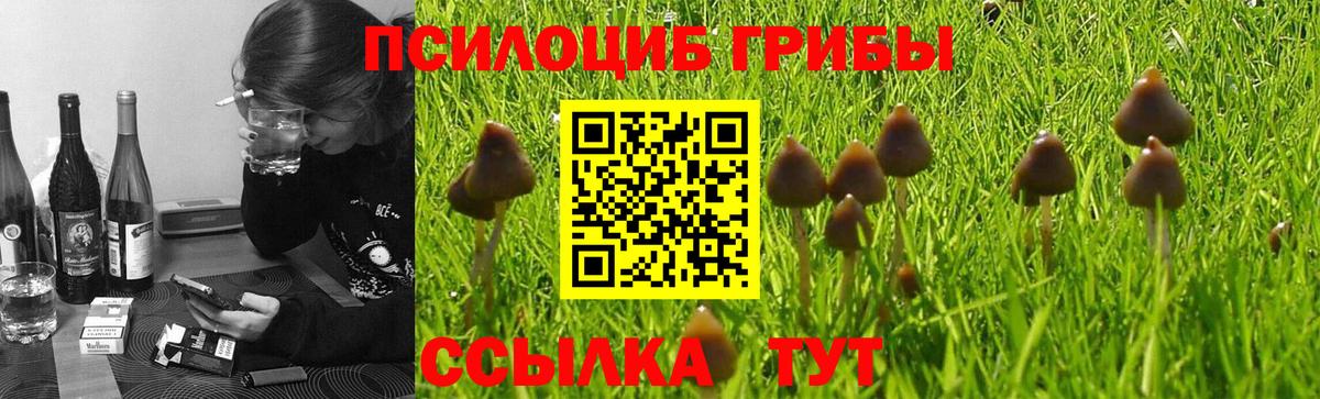 Коммунар  купить   Вход с VPN  Псилоцибиновые грибы Magic Shrooms 